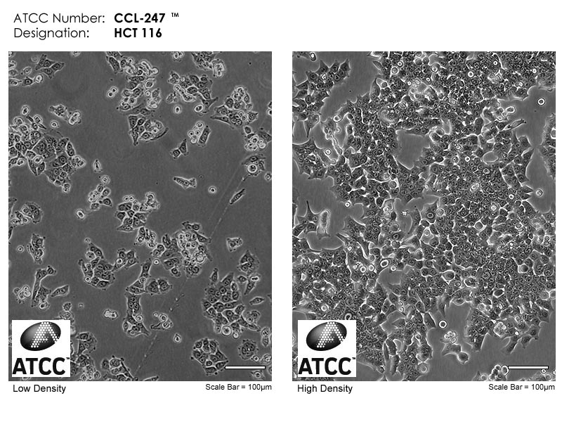 HCT 116细胞图片